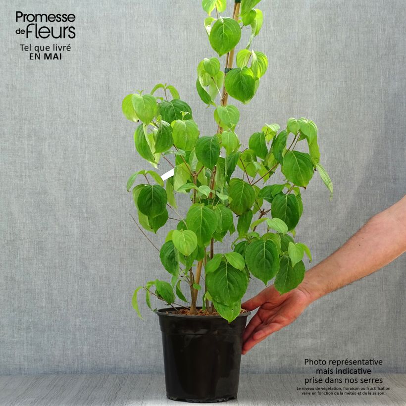 Exemplaar van Cornus florida Cloud Nine - Amerikaanse kornoelje Pot van 4 l/5 l zoals geleverd in de lente