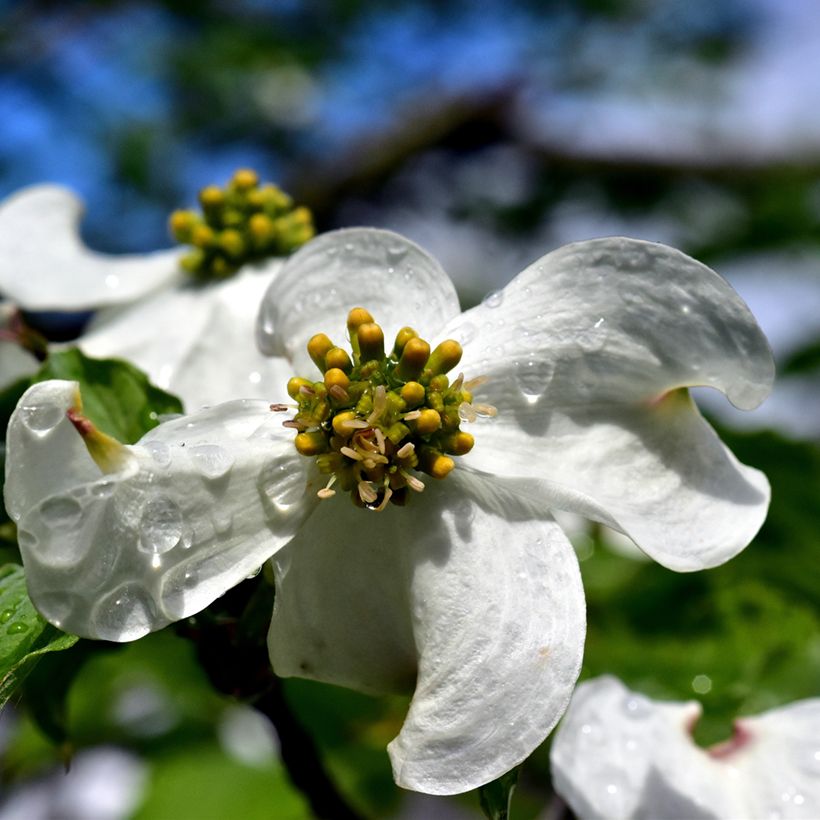 Cornus florida - Amerikaanse kornoelje (Bloei)