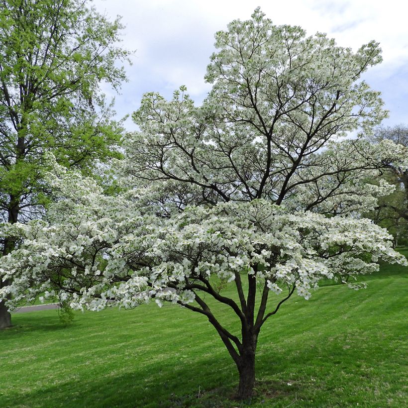 Cornus florida - Amerikaanse kornoelje (Groeiplaats)