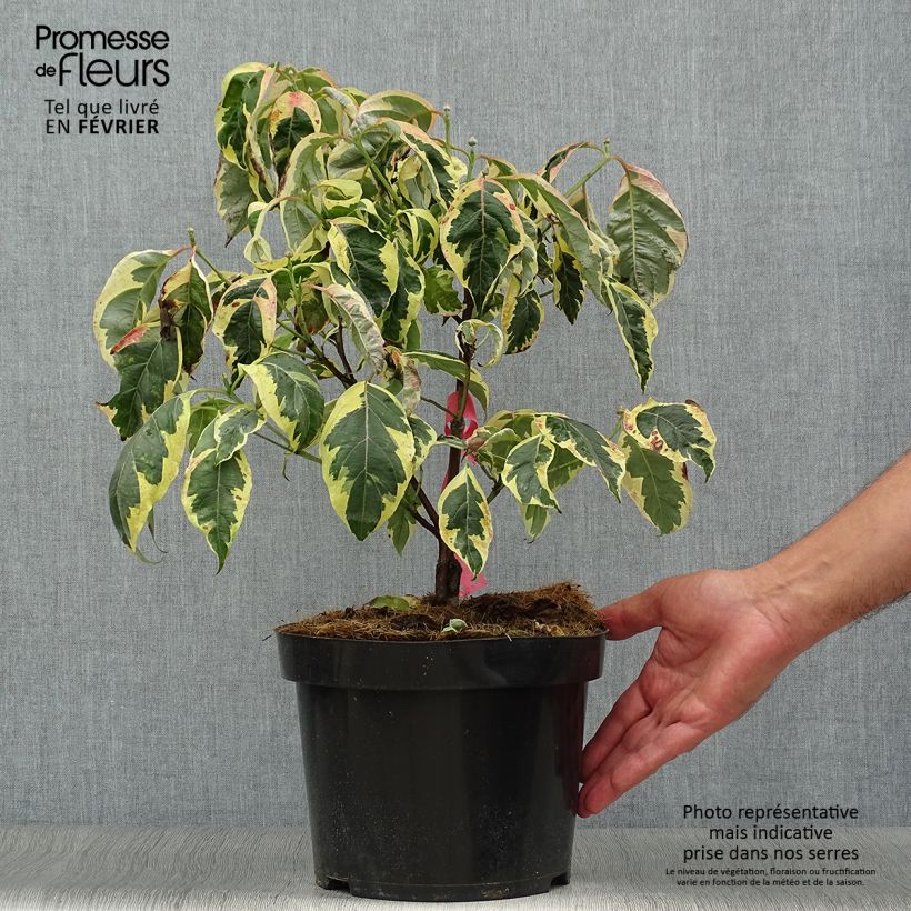 Exemplaar van Cornus florida Firebird - Amerikaanse kornoelje Pot van 4 l/5 l zoals geleverd in de herfst