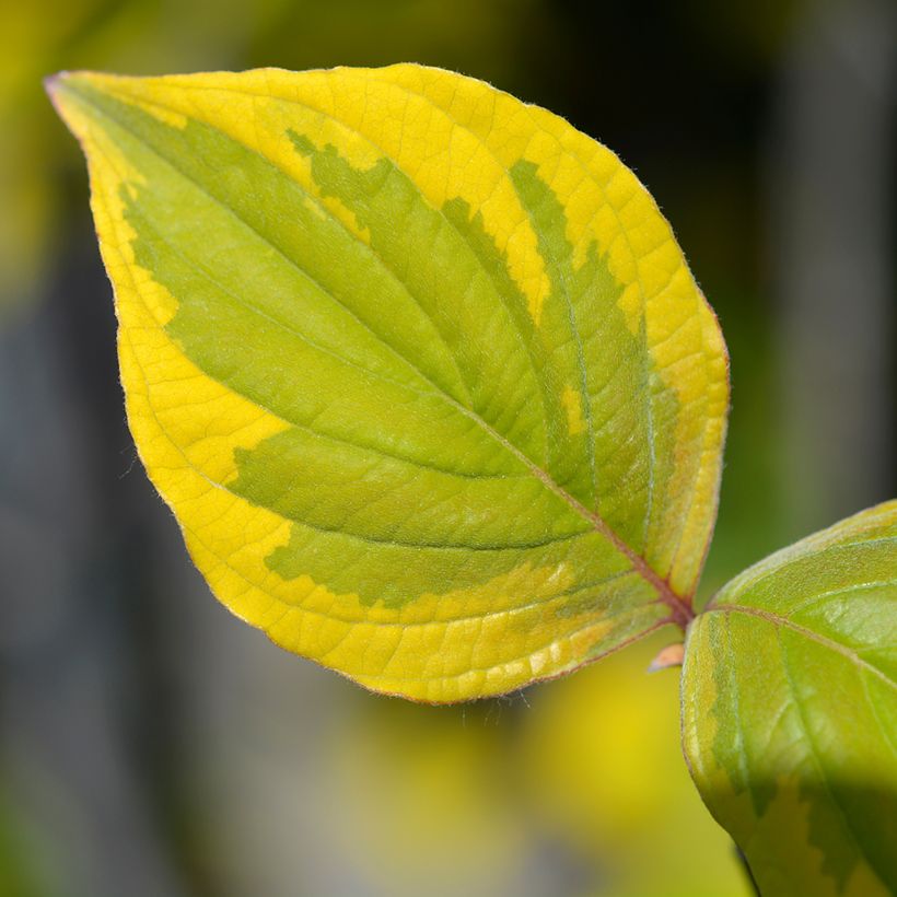 Cornus florida Rainbow - Amerikaanse kornoelje (Blad)
