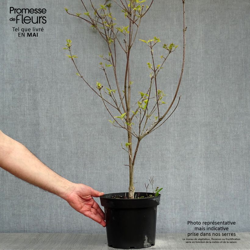 Exemplaar van Cornus florida Rainbow - Amerikaanse kornoelje Pot van 4 l/5 l zoals geleverd in de lente