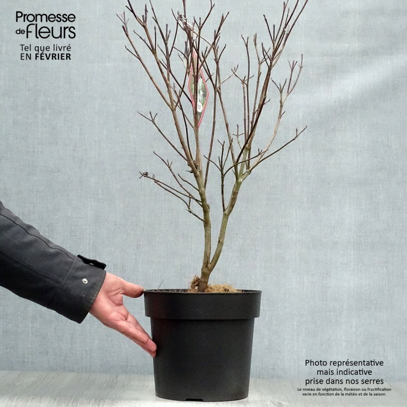Example of Cornus florida Rainbow - Cornouiller de Floride panaché Pot van 6 l/7 l as you get in hiver