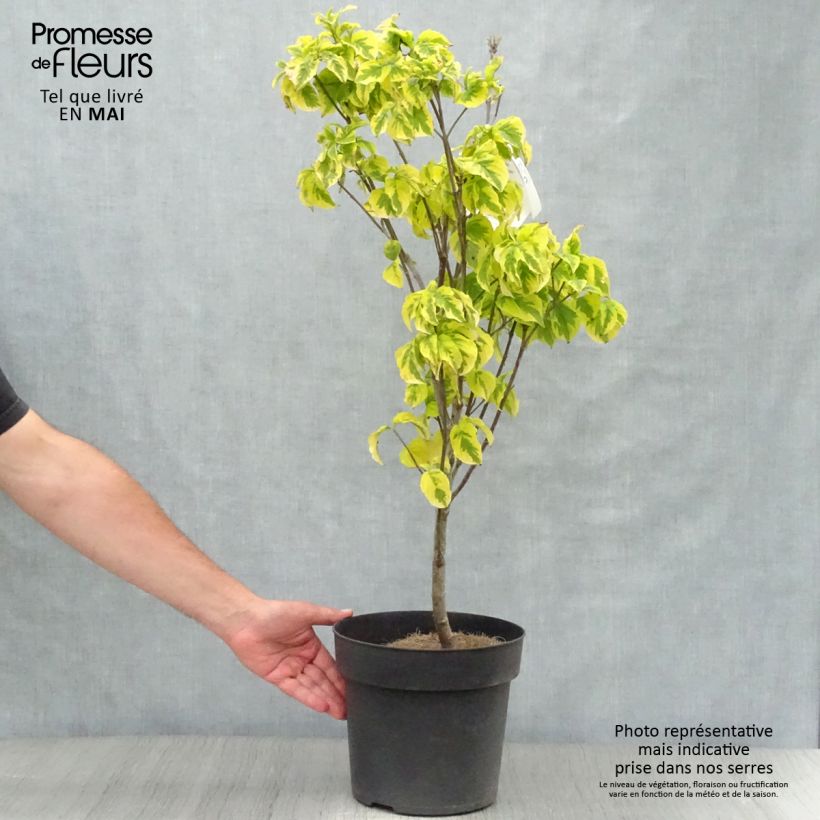 Exemplaar van Cornus florida Rainbow - Amerikaanse kornoelje Pot van 6 l/7 l zoals geleverd in de lente