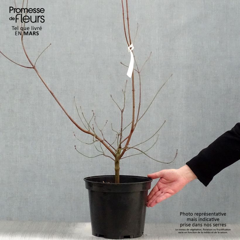 Exemplaar van Cornus florida Rubra - Amerikaanse kornoelje Pot van 6 l/7 l zoals geleverd in de lente