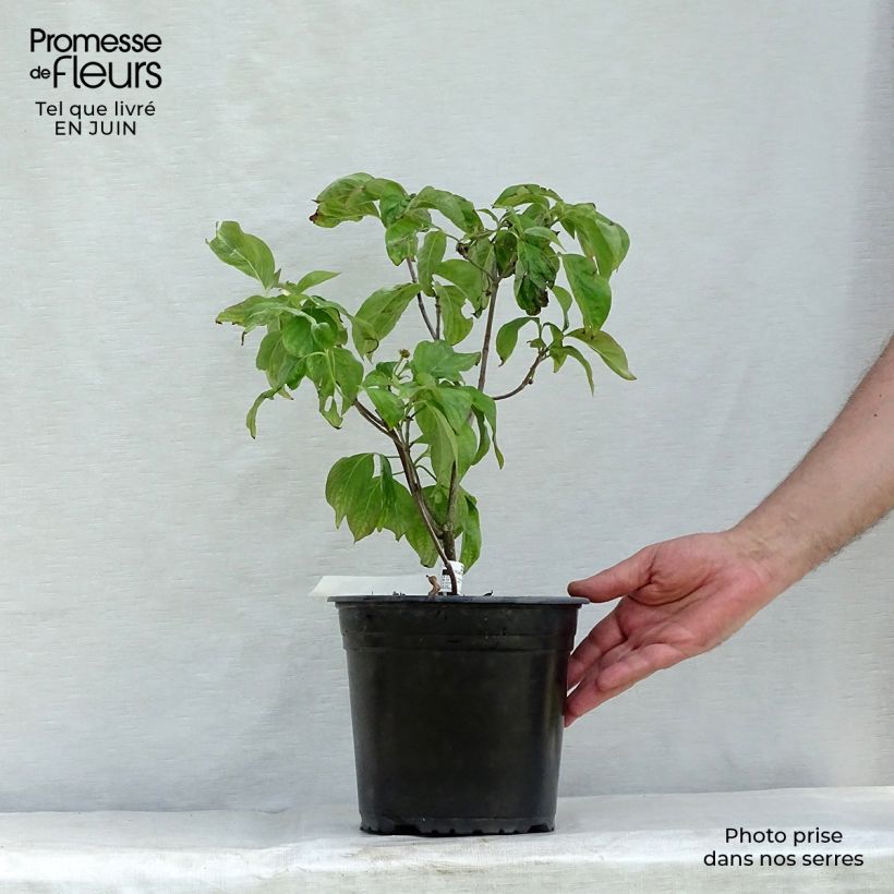 Exemplaar van Cornus florida Rubra - Amerikaanse kornoelje Pot van 4 l/5 l zoals geleverd in de zomer