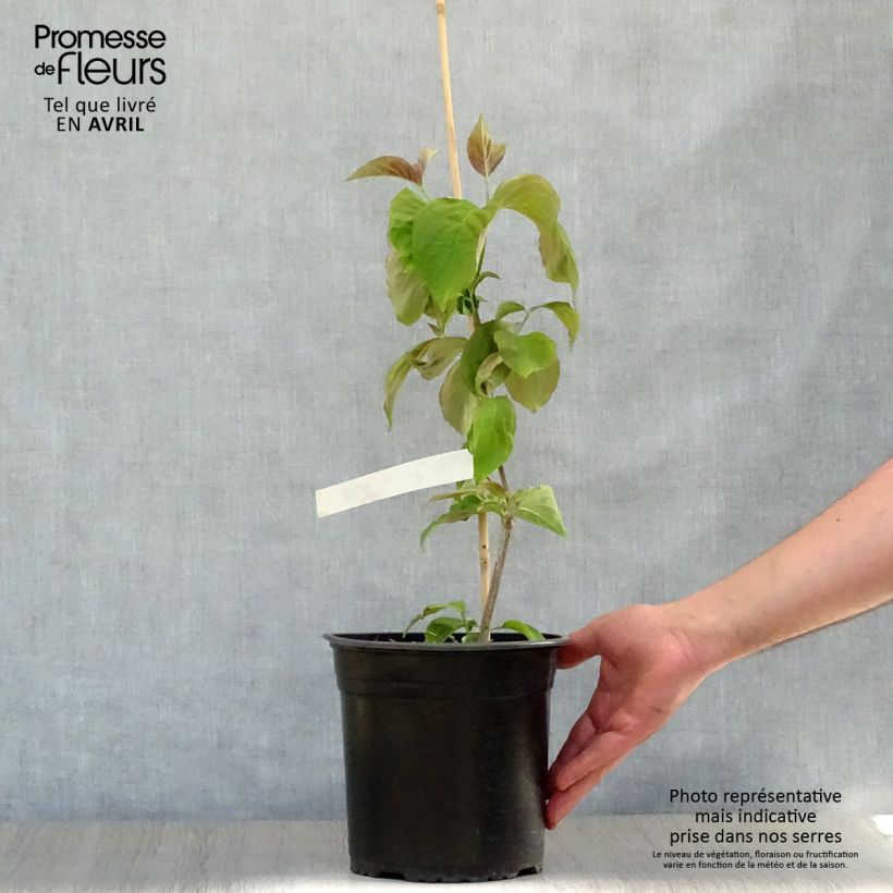 Exemplaar van Cornus florida Rubra - Amerikaanse kornoelje Pot van 4 l/5 l zoals geleverd in de lente