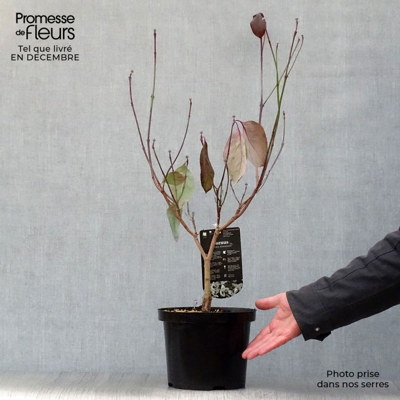 Example of Cornus florida Urbiniana - Cornouiller de Floride Pot van 2 l/3 l as you get in hiver