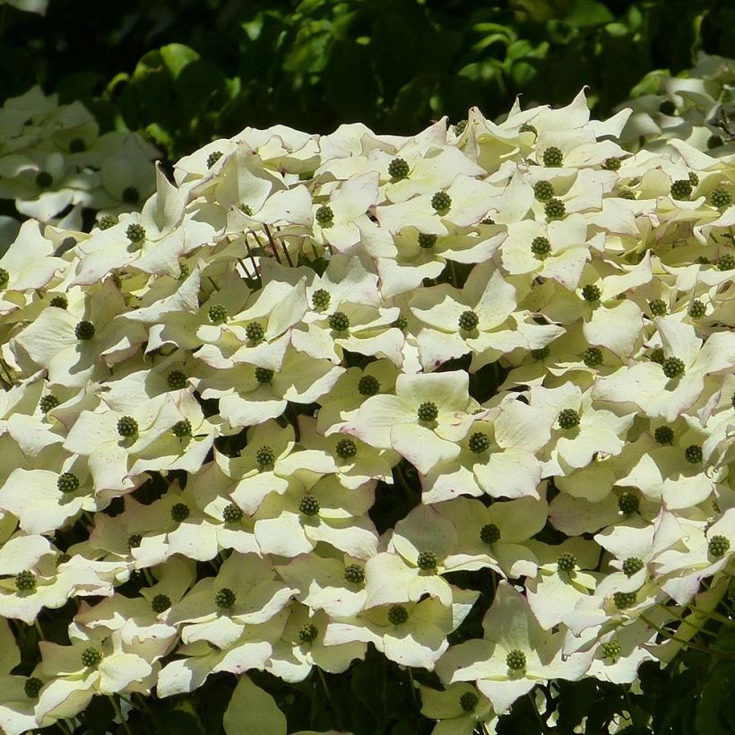 Cornus kousa - Japanse kornoelje (Flowering)