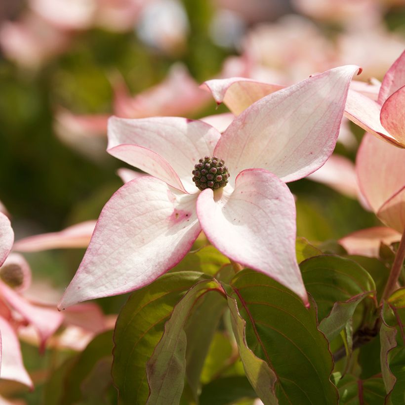 Cornus kousa Beni-fuji - Japanse kornoelje (Bloei)