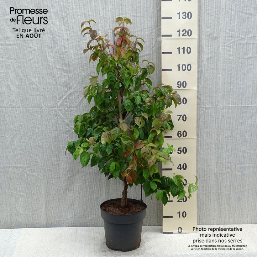 Exemplaar van Cornus kousa Blooming Pink Tetra - Japanse kornoelje Pot van 7,5 l/10 l zoals geleverd in de zomer
