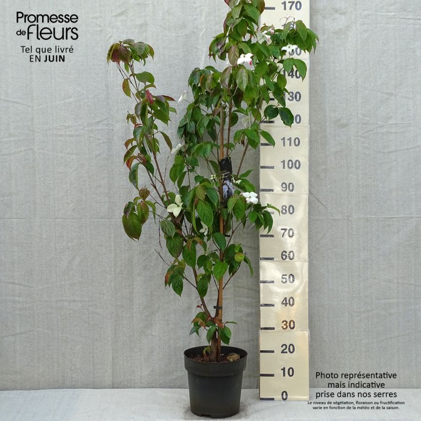 Exemplaar van Cornus kousa Blooming White Tetra - Cornouiller hybride Pot van 4 l/5 l zoals geleverd in de lente
