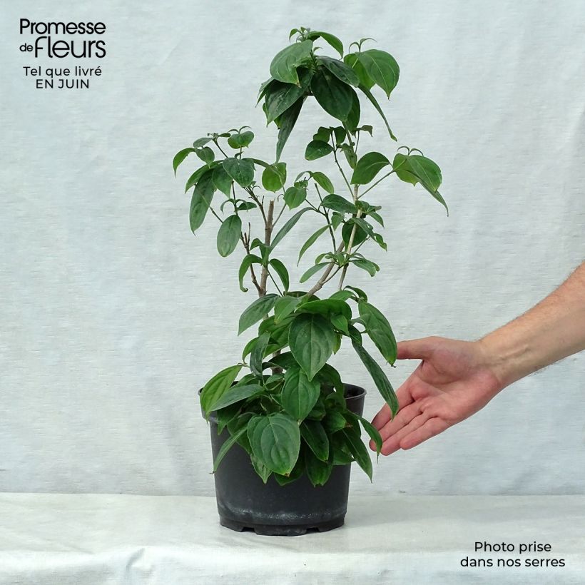 Exemplaar van Cornus kousa Cappuccino - Japanse kornoelje Pot van 6 l/7 l zoals geleverd in de zomer