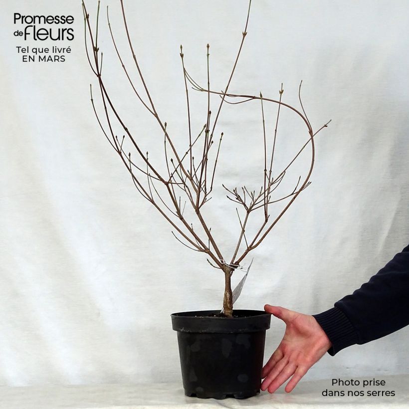 Exemplaar van Cornus kousa Cappuccino - Japanse kornoelje Pot van 6 l/7 l zoals geleverd in de lente
