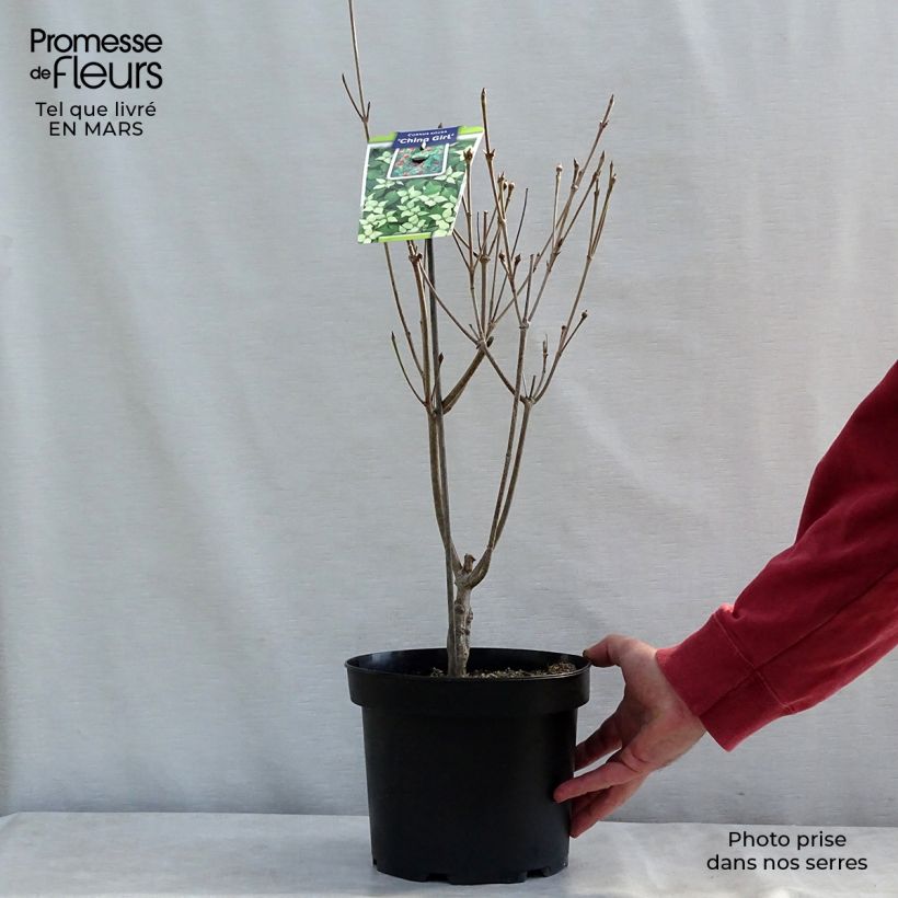 Example of Cornus kousa China Girl - Cornouiller du Japon blanc Pot van 4 l/5 l as you get in hiver