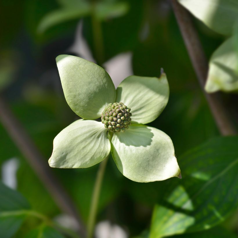Cornus kousa China Girl - Japanse kornoelje (Bloei)
