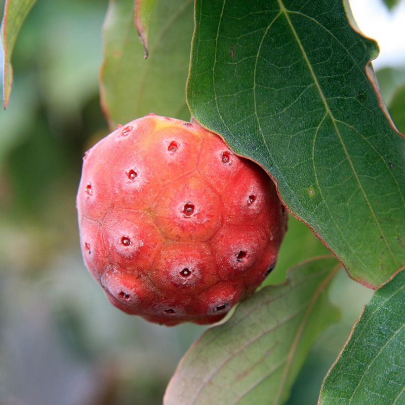 Cornus kousa China Girl - Japanse kornoelje (Oogst)