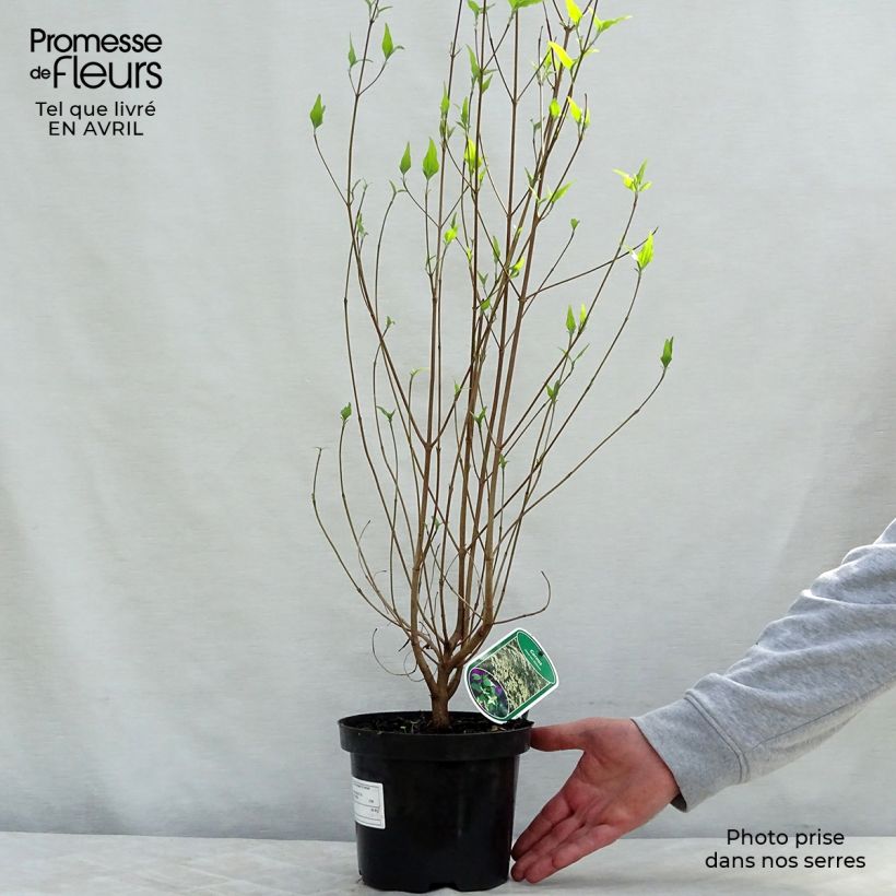 Exemplaar van Cornus kousa Chinensis - Japanse kornoelje Pot van 3 l/4 l zoals geleverd in de lente