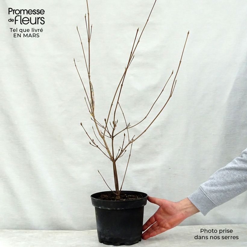 Exemplaar van Japanse kornoelje Copacabana - Cornus kousa Pot van 4 l/5 l zoals geleverd in de lente