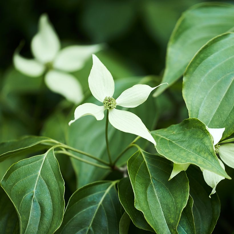 Cornus kousa - Japanse kornoelje (Blad)