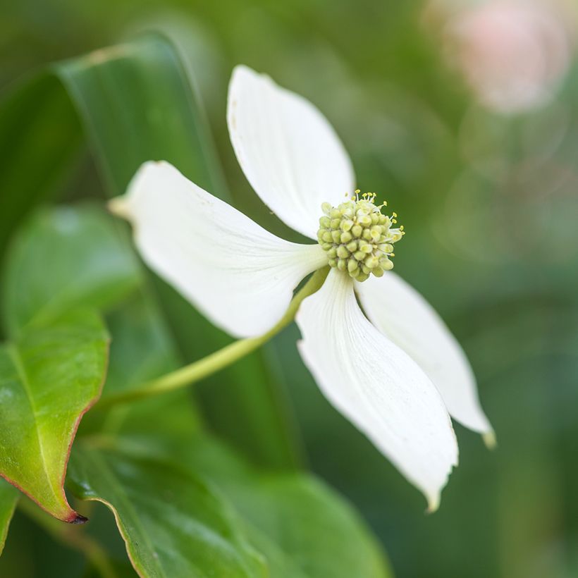 Cornus kousa - Japanse kornoelje (Bloei)