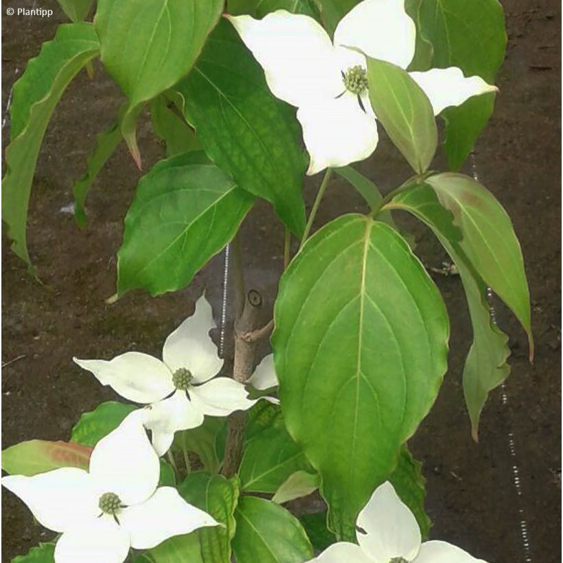 Cornus kousa Flower Tower - Japanse kornoelje (Blad)