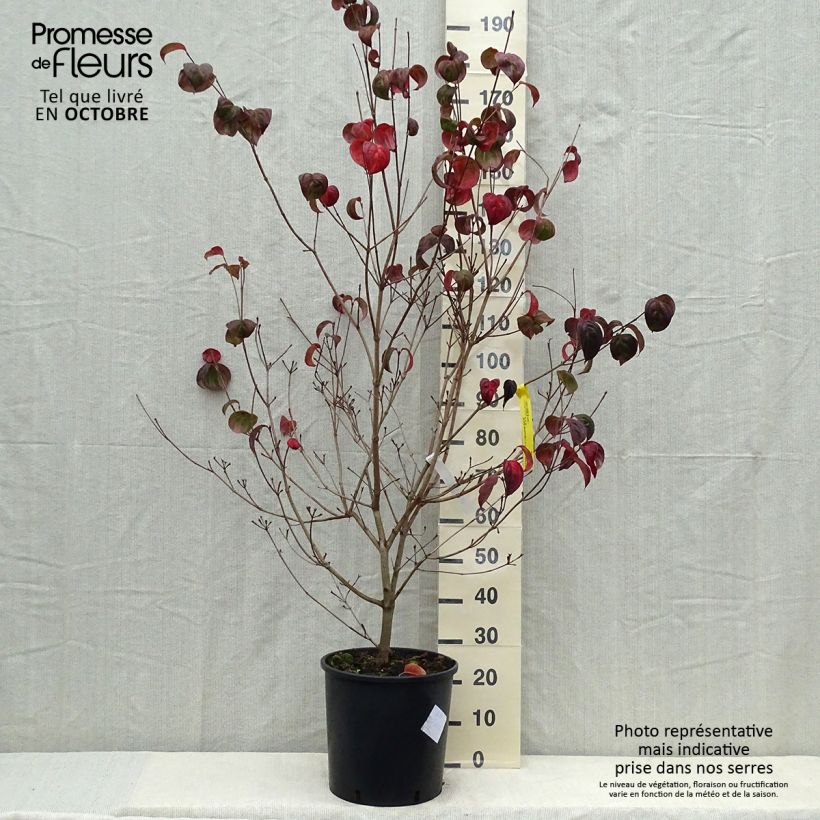 Exemplaar van Cornus kousa Heart Throb - Japanse kornoelje Pot van 18 l/20 l zoals geleverd in de herfst