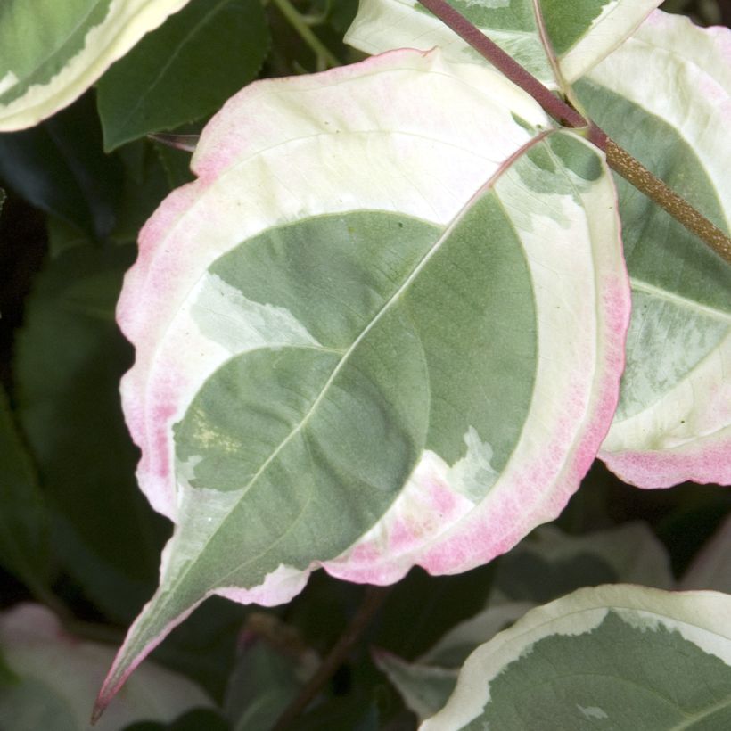 Cornus kousa Laura - Japanse kornoelje (Foliage)