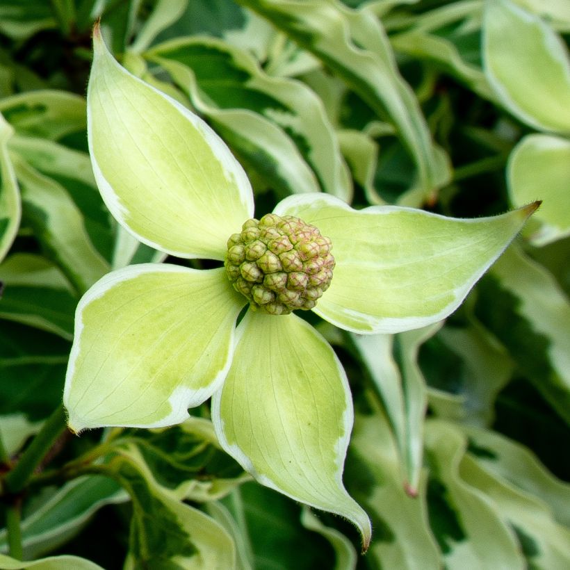 Cornus kousa Laura - Japanse kornoelje (Flowering)