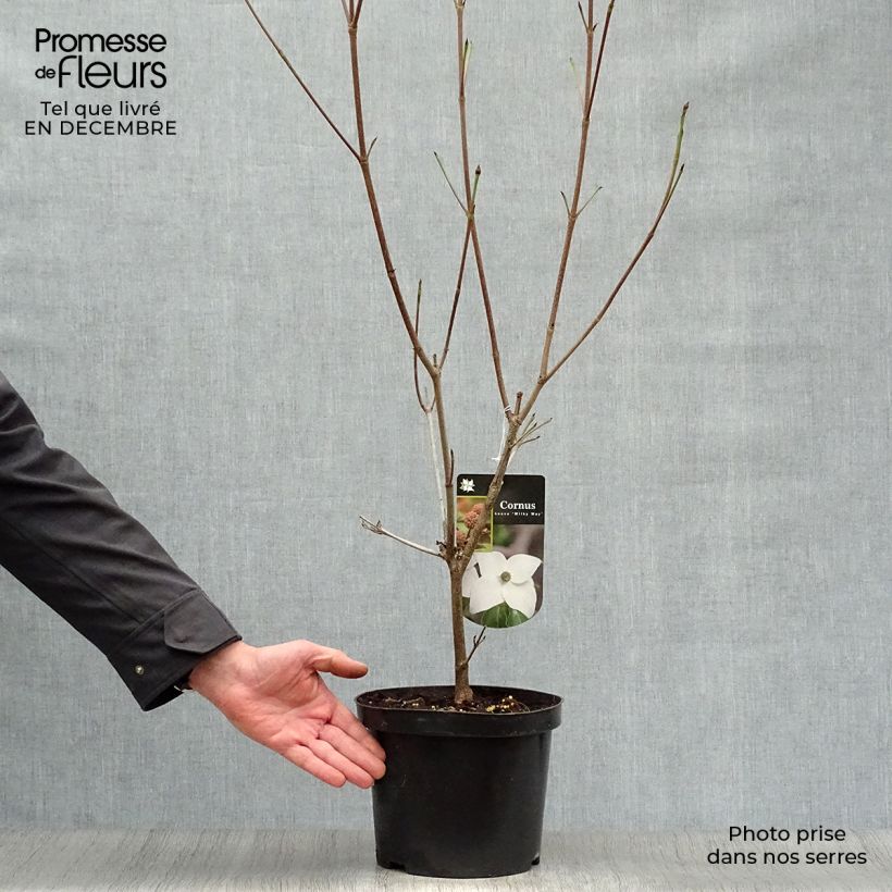 Example of Cornus kousa Milky Way - Japanse kornoelje Pot van 4 l/5 l as you get in hiver