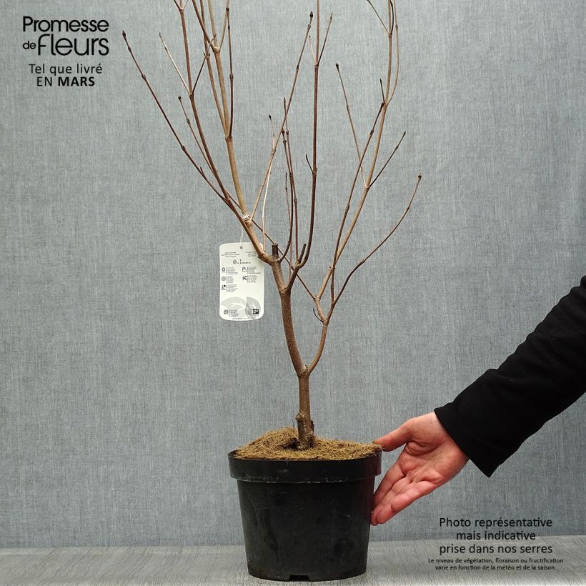 Exemplaar van Cornus kousa Milky Way - Japanse kornoelje Pot van 4 l/5 l zoals geleverd in de lente