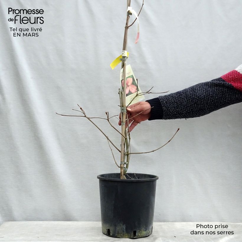 Exemplaar van Cornus kousa Rosy Teacups - Japanse kornoelje Pot van 7,5 l/10 l zoals geleverd in de winter
