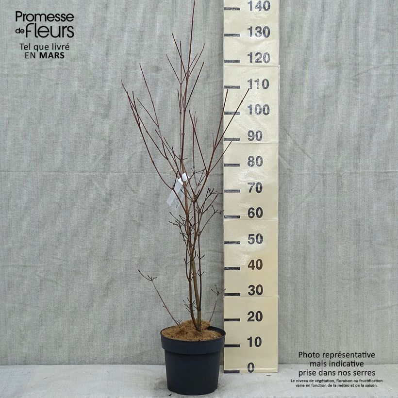Example of Cornus kousa Samaritan - Cornouiller du Japon panaché Pot van 4 l/5 l as you get in hiver