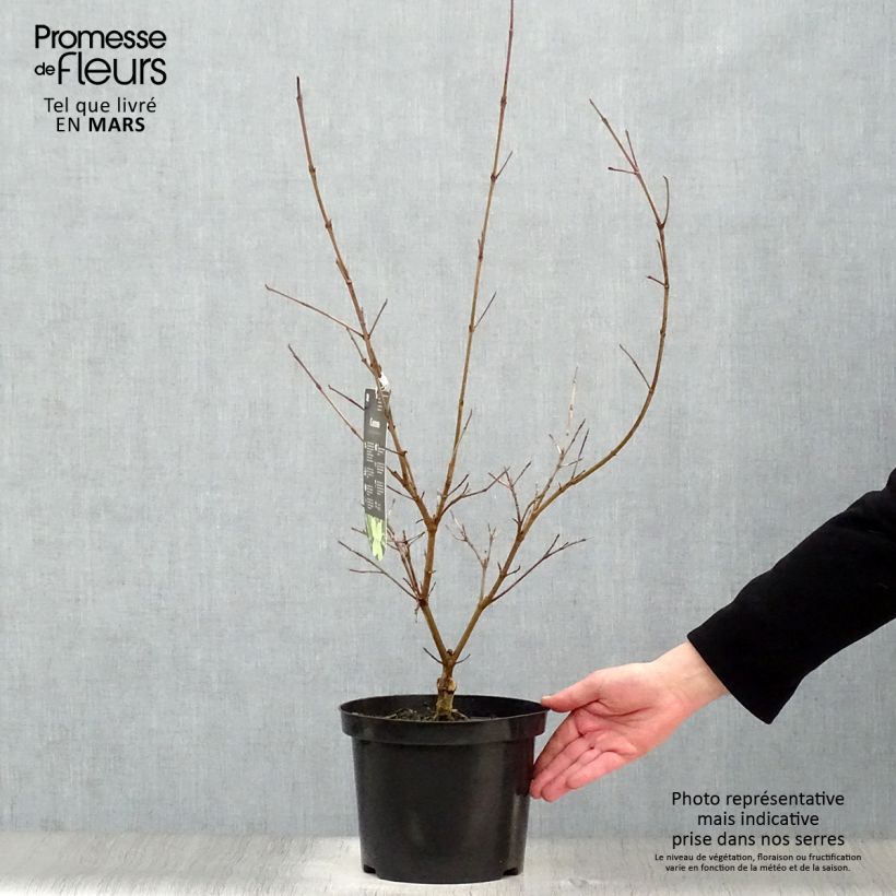 Exemplaar van Cornus kousa Samaritan - Japanse kornoelje Pot van 4 l/5 l zoals geleverd in de lente