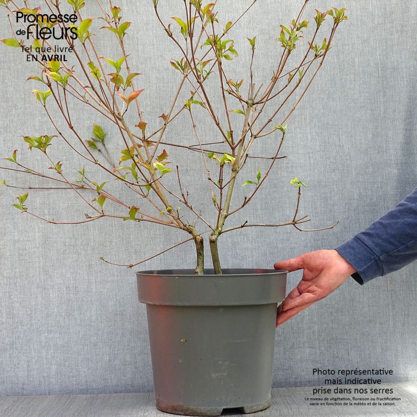 Exemplaar van Cornus kousa Satomi - Japanse kornoelje Pot van 6 l/7 l zoals geleverd in de lente