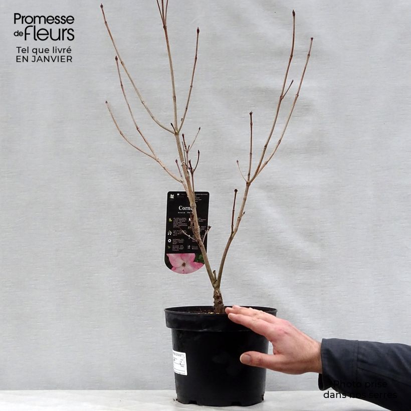 Example of Cornus kousa Satomi - Japanse kornoelje Pot van 4 l/5 l as you get in hiver