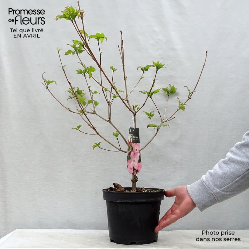 Exemplaar van Cornus kousa Satomi - Japanse kornoelje Pot van 4 l/5 l zoals geleverd in de lente