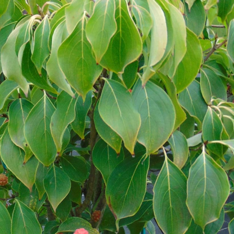 Cornus kousa Scarlet Fire - Japanse kornoelje (Foliage)