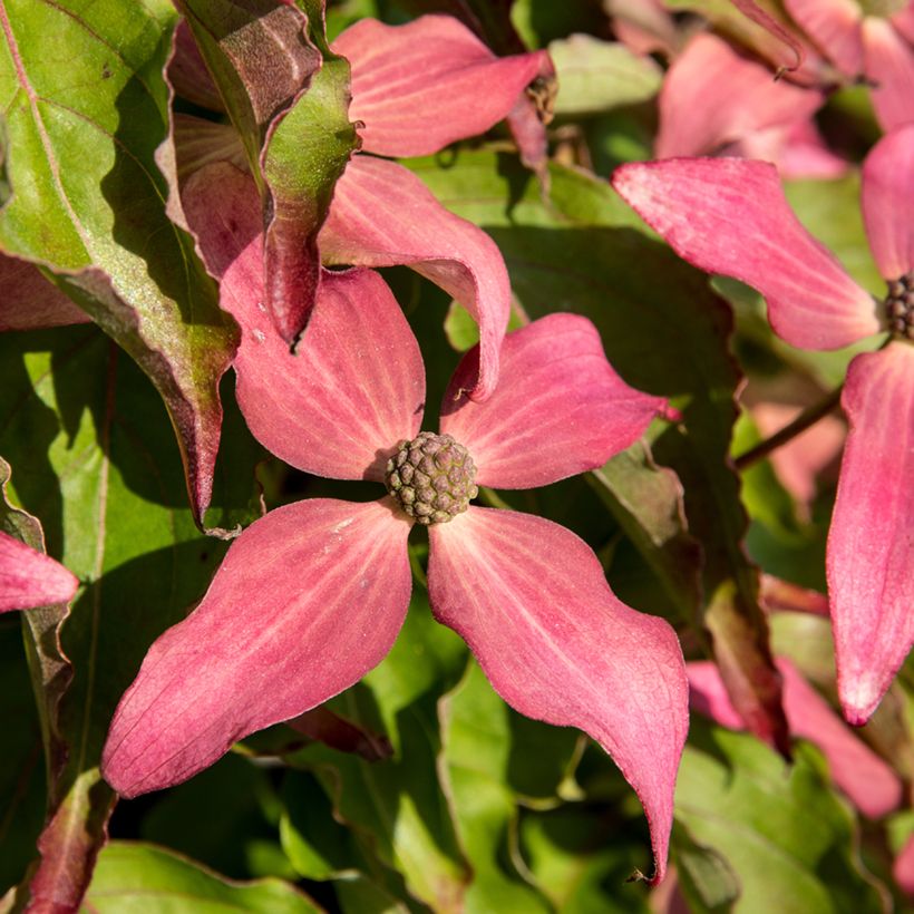 Cornus kousa Scarlet Fire - Japanse kornoelje (Bloei)