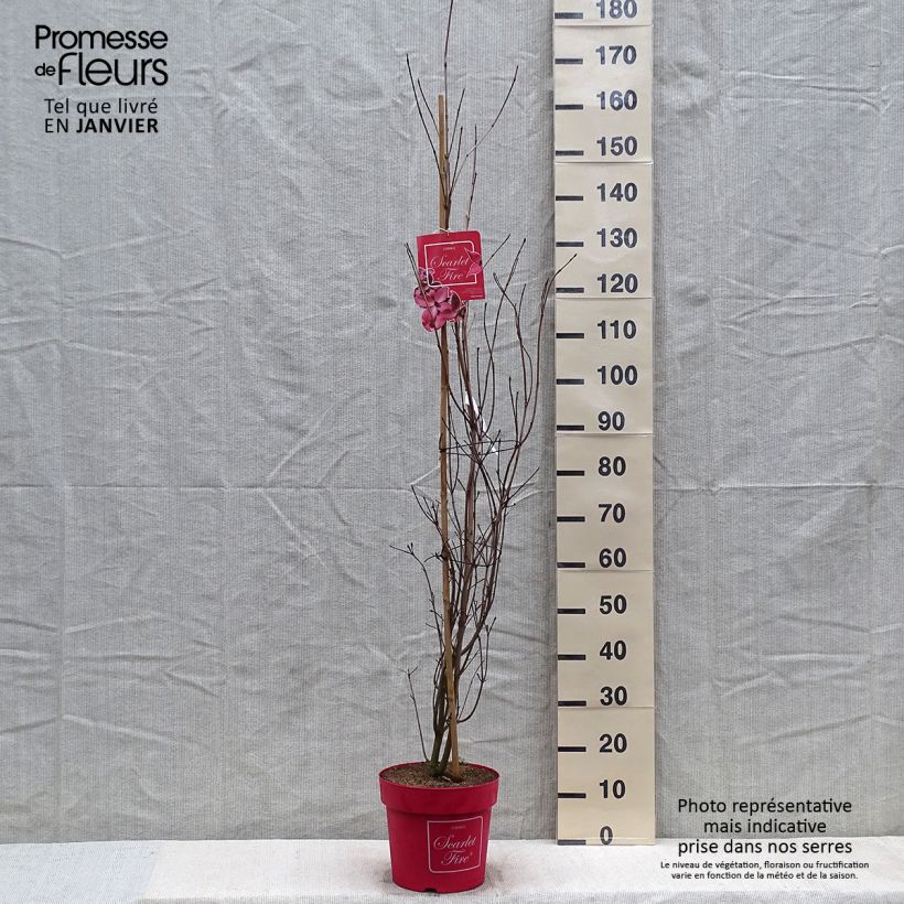 Example of Cornus kousa Scarlet Fire - Cornouiller du Japon Pot van 7,5 l/10 l as you get in hiver