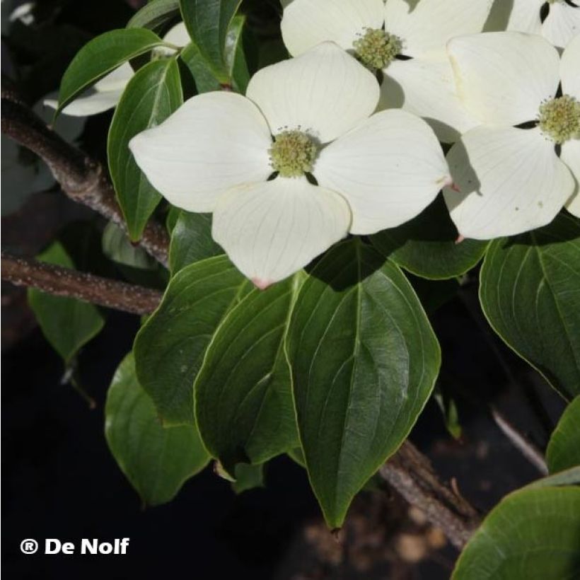 Cornus kousa Schmetterling - Japanse kornoelje (Foliage)