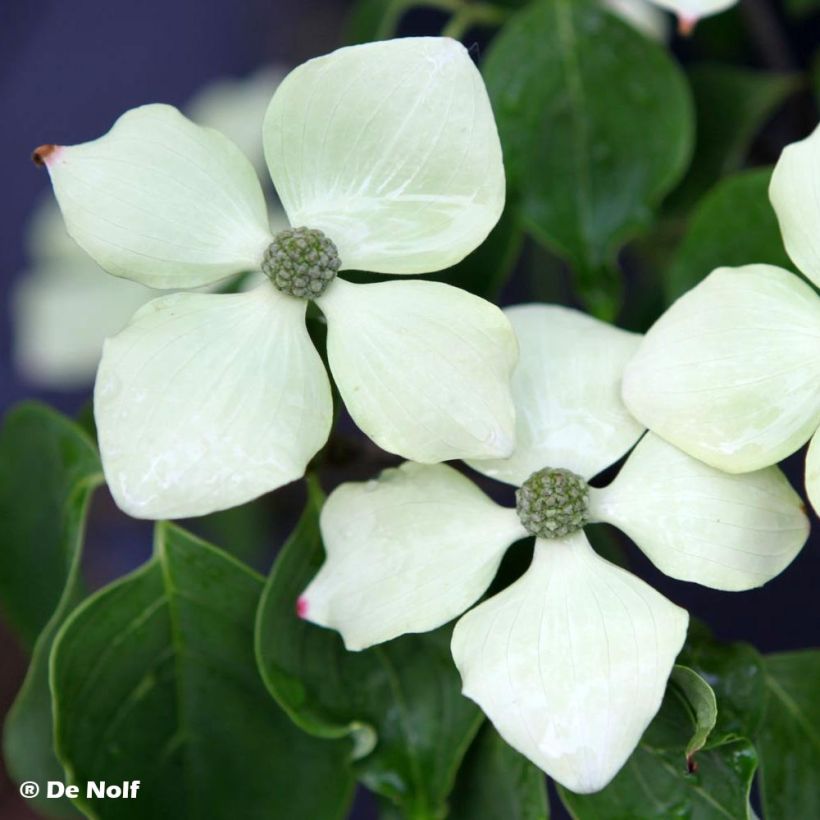 Cornus kousa Schmetterling - Japanse kornoelje (Flowering)