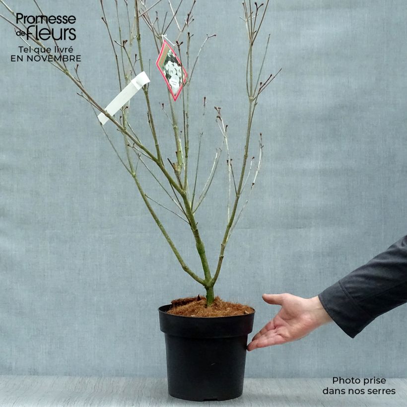 Exemplaar van Cornus kousa Teutonia - Japanse kornoelje Pot van 4 l/5 l zoals geleverd in de herfst