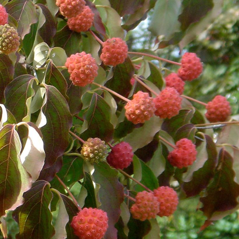 Cornus kousa Teutonia - Japanse kornoelje (Harvest)