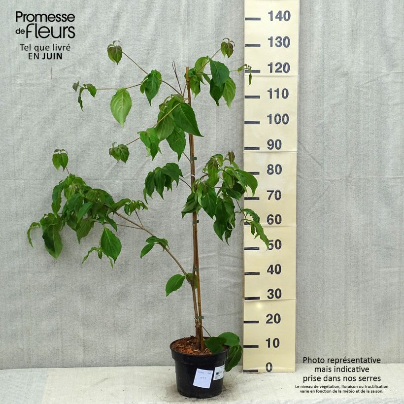 Exemplaar van Cornus kousa Teutonia - Japanse kornoelje Pot van 4 l/5 l zoals geleverd in de zomer