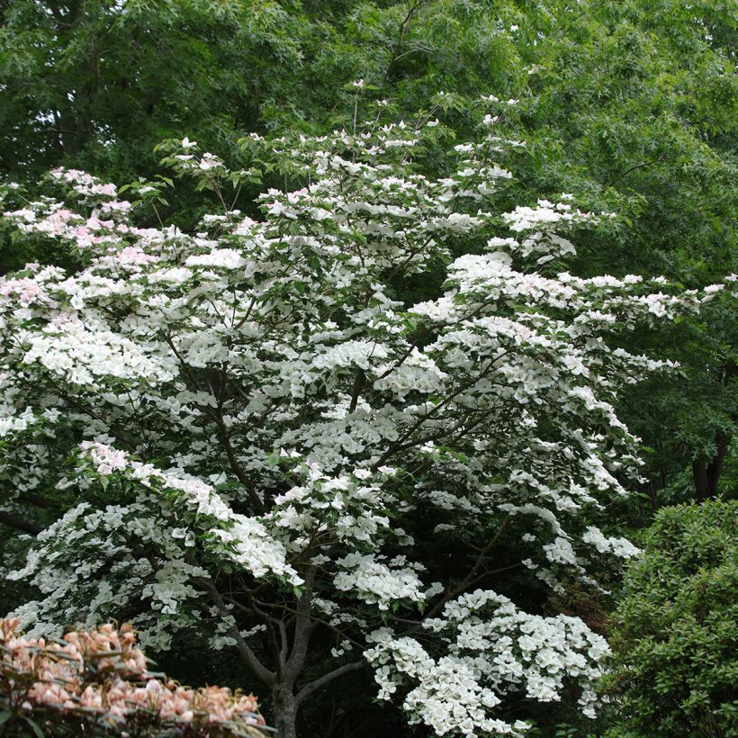 Cornus kousa Venus - Japanse kornoelje (Groeiplaats)