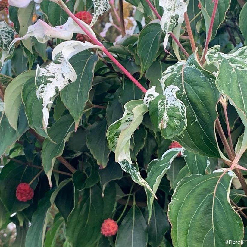 Cornus kousa Watermelon Sugar - Japanse kornoelje (Foliage)