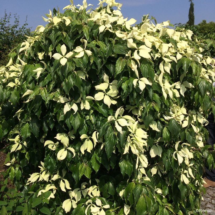 Cornus kousa Watermelon Sugar - Japanse kornoelje (Flowering)