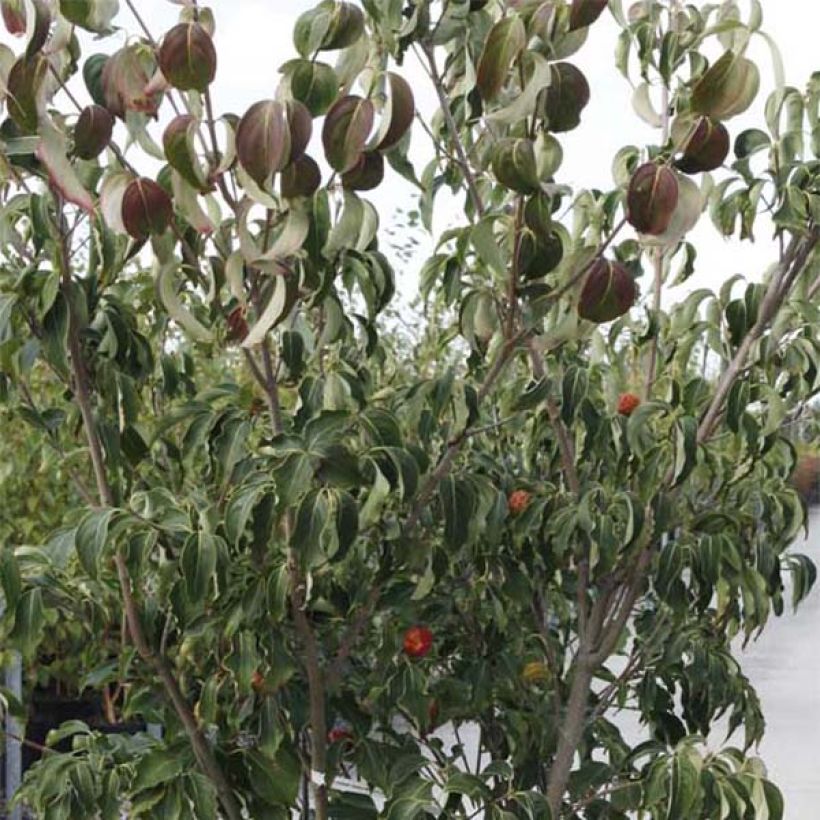 Cornus kousa Weisse Fontaine - Japanse kornoelje (Foliage)