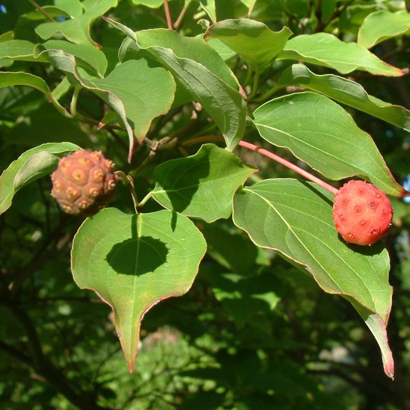 Cornus kousa Chinensis - Japanse kornoelje (Foliage)